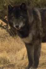 Imagen de Veterinario en... (T6): En casa con los lobos - 1