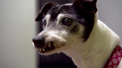 Imagen de Veterinario en... (T6): Impresionado - 2