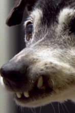 Imagen de Veterinario en... (T6): Impresionado - 1