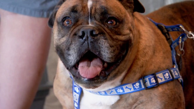 Imagen de Veterinario en... (T6): Perro a la fuga - 2