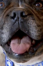 Imagen de Veterinario en... (T6): Perro a la fuga - 1