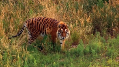 Imagen de Veterinario en... (T6): La historia de un tigre - 2