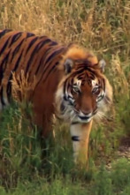 Imagen de Veterinario en... (T6): La historia de un tigre - 1