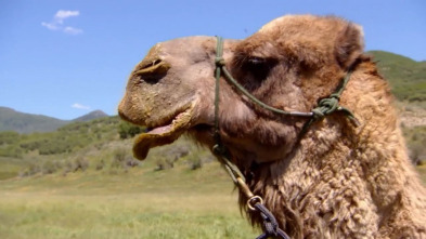 Veterinario en... (T6): Una pareja feliz de camellos