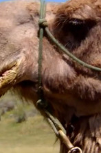 Imagen de Veterinario en... (T6): Una pareja feliz de camellos - 1