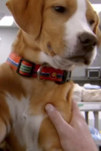 Imagen de Veterinario en apuros (T6): A tope - 1