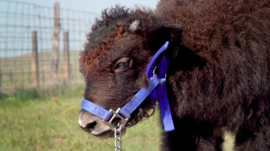 Veterinario en... (T6): El yak más guapo de Colorado