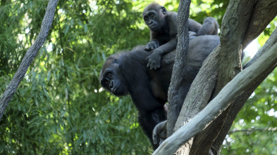 Imagen de El zoo del Bronx (T1): Un propósito superior - 2