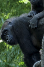 Imagen de El zoo del Bronx (T1): Un propósito superior - 1