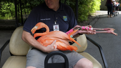 Imagen de El zoo del Bronx (T1): Día del traslado - 2