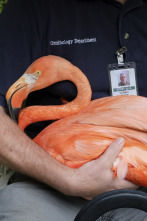 Imagen de El zoo del Bronx (T1): Día del traslado - 1