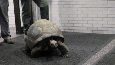Imagen de El zoo del Bronx (T1): Tenga cuidado - 2