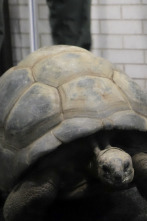 Imagen de El zoo del Bronx (T1): Tenga cuidado - 1