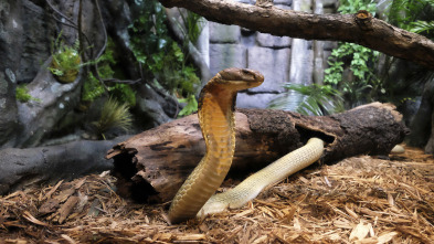 Imagen de El zoo del Bronx (T1): La cabaña del amor - 2