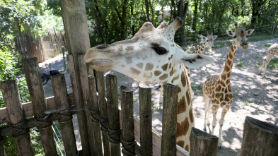 Imagen de El zoo del Bronx (T1): Regreso a África - 2
