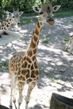 Imagen de El zoo del Bronx (T1): Regreso a África - 1