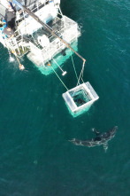 Tiburones en la costa