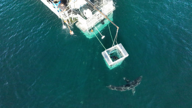 Tiburones en la costa