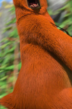 Imagen de Grizzy y los... (T1): Sonata en Oso Mayor - 1