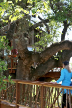 Mi casa en un árbol,...: Casa en un árbol a la francesa