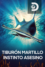 Tiburón martillo: instinto asesino