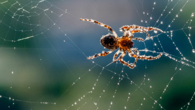 Imagen de Misterios de la...: Una araña que brilla - 2