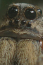 Imagen de Misterios de la...: Una araña que brilla - 1