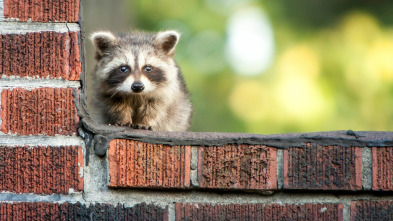 Misterios de la...: ¡Un mapache trepa 25 pisos!