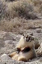 Imagen de Misterios de la...: Animalito culpable - 1