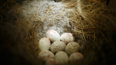 Imagen de Misterios de la...: Huevos indescifrables - 2