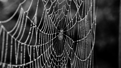 Imagen de Misterios de la...: Araña zombie - 2