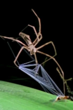 Imagen de Misterios de la...: Araña zombie - 1