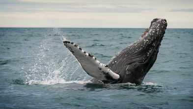 Imagen de Misterios de la...: Secuestrado por una ballena - 2