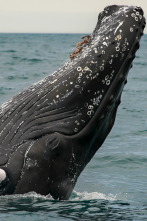 Imagen de Misterios de la...: Secuestrado por una ballena - 1