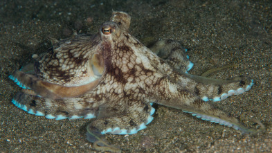 Imagen de Misterios de la...: Pulpo Houdini - 2