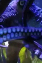 Imagen de Misterios de la...: Pulpo Houdini - 1