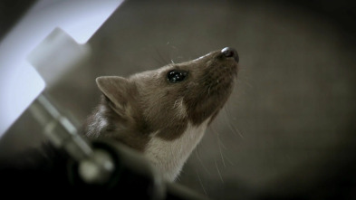 Imagen de Misterios de la...: Animales vándalos - 2