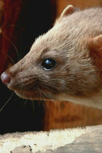 Imagen de Misterios de la...: Animales vándalos - 1