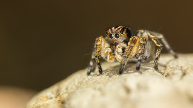 Imagen de Misterios de la...: Araña disco - 2
