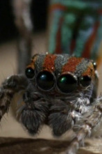 Imagen de Misterios de la...: Araña disco - 1