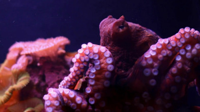Imagen de Misterios de la...: ¡Lanzamiento de pulpo! - 2