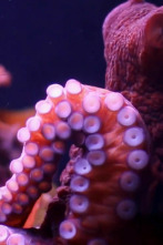 Imagen de Misterios de la...: ¡Lanzamiento de pulpo! - 1