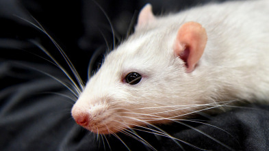 Imagen de Misterios de la...: Ratas risueñas - 2