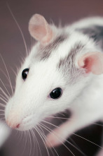 Imagen de Misterios de la...: Ratas risueñas - 1