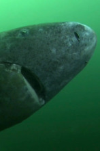 Imagen de Misterios de la... (T1): El tiburón de 500 años - 1
