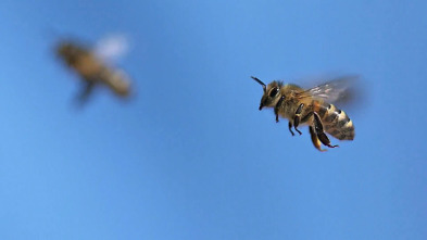 Imagen de Misterios de la...: Enjambre de abejas en Times Square - 2