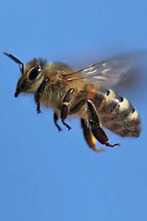 Imagen de Misterios de la...: Enjambre de abejas en Times Square - 1