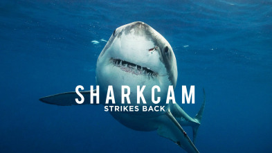 Imagen de Sharkcam: Mejores momentos - 2