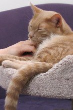 Imagen de El encantador de... (T4): Mi gato arruinó mi boda - 1