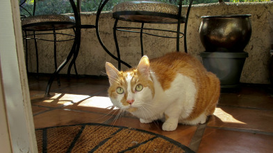 Imagen de El encantador de... (T4): Un gato infernal - 2